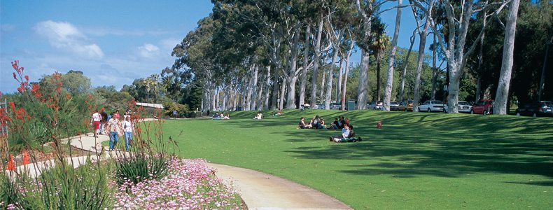 Read more about the article ﻿Kings Park Perth Wildflower Festival